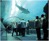 Georgia Aquarium - Expedited Entry
